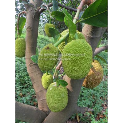 子宫环境和子宫内膜厚度对赠卵试管婴儿移植有什么影响？