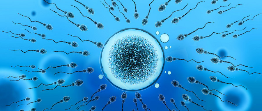借卵试管婴儿的精子和卵子在实验室里都经历了什么？